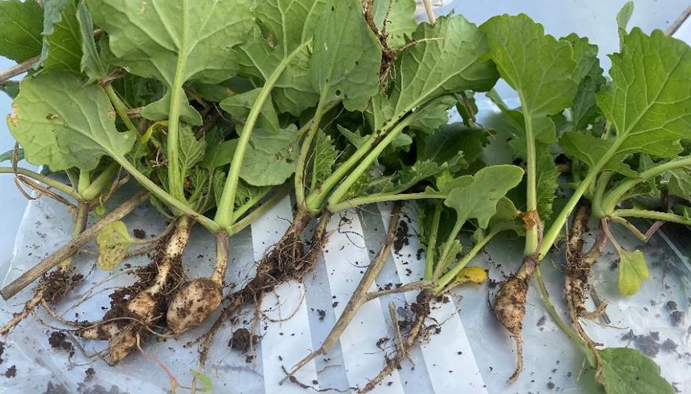 Early signs of clubroot in a RL trial